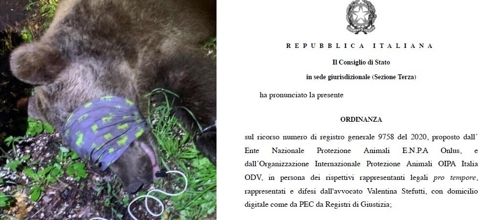 Orsi, il Consiglio di Stato respinge la sospensiva su cattura di M57